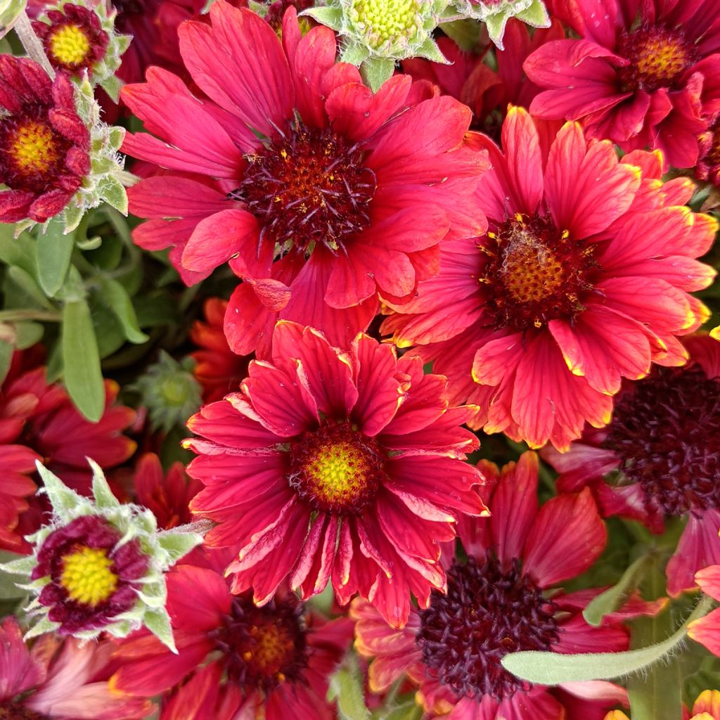Gaillardia grandiflora Arizona Red Shades
