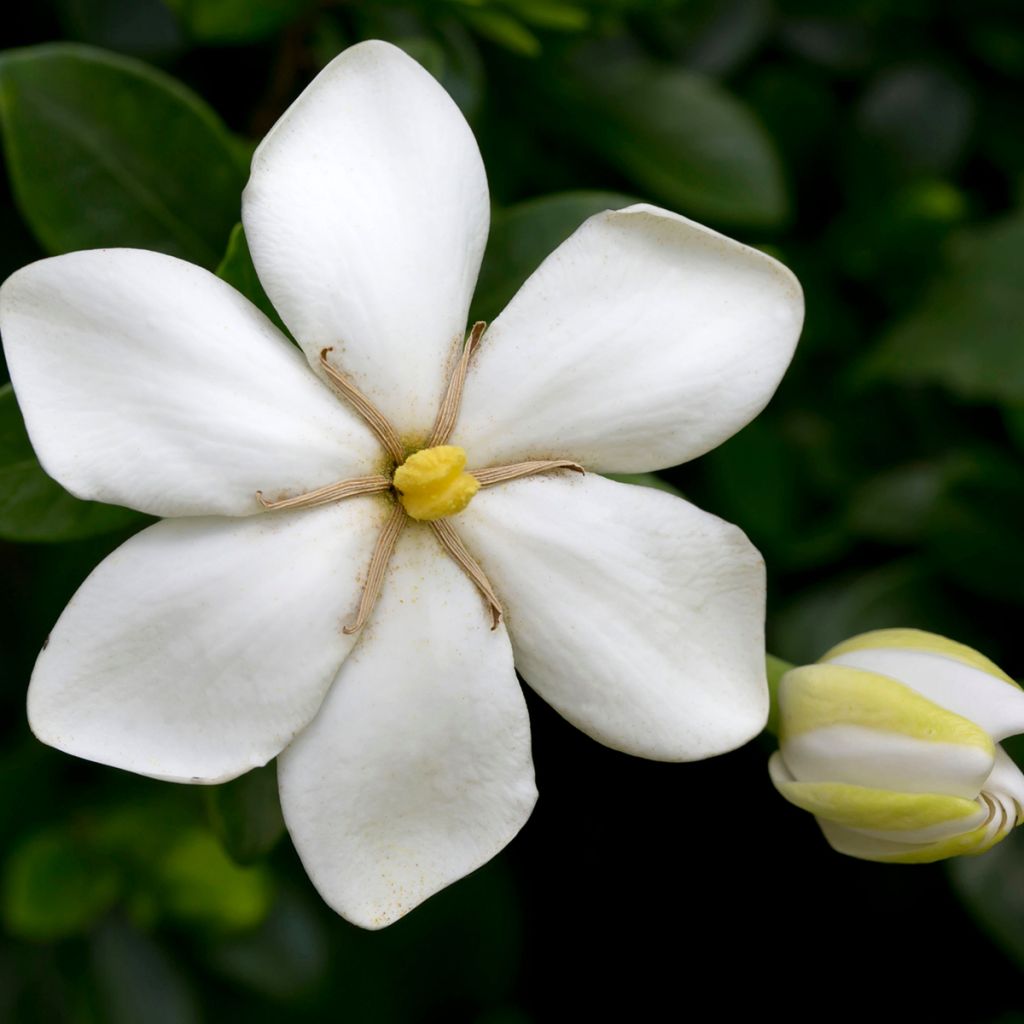 Gardenia Kleim's Hardy
