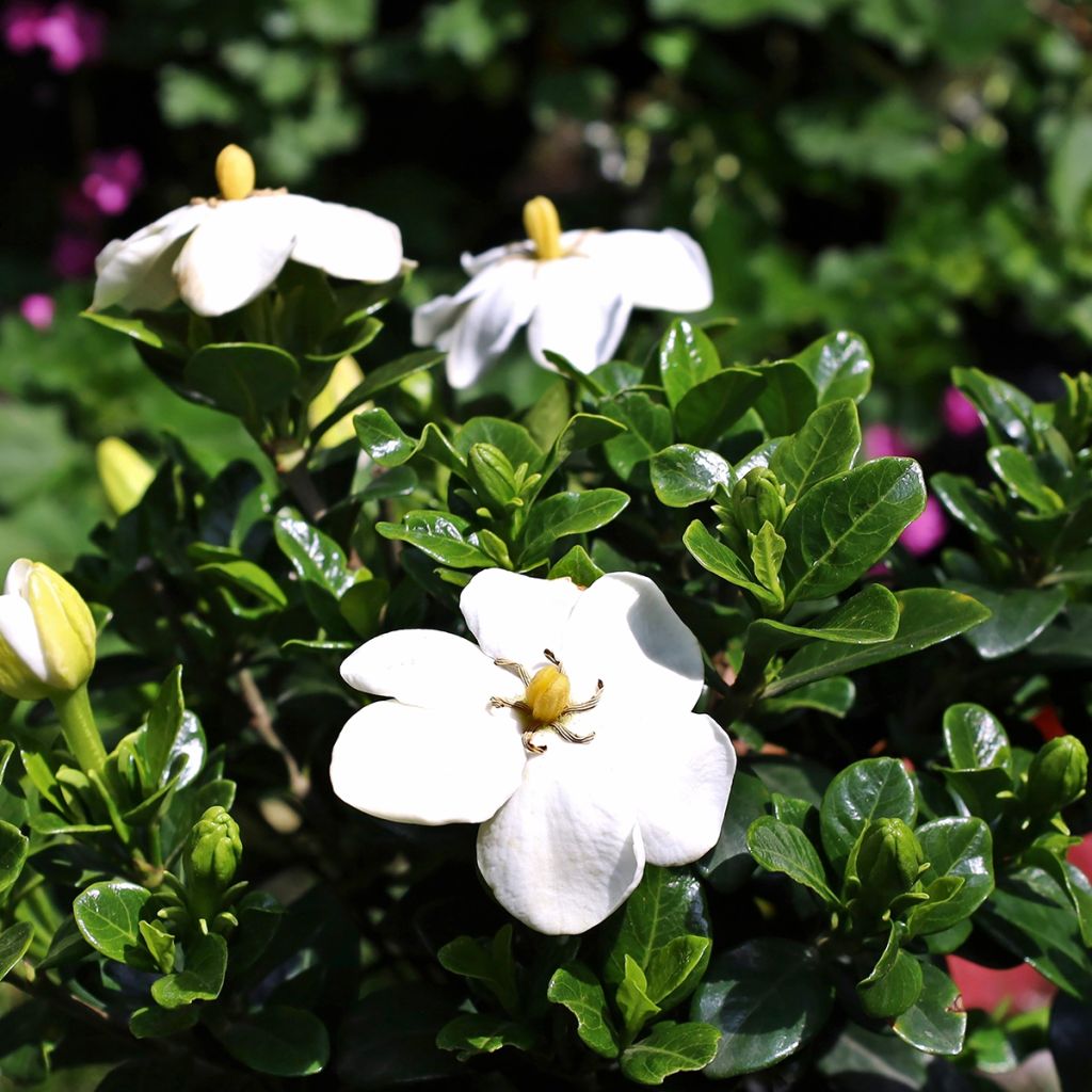 Gardenia Kleim's Hardy