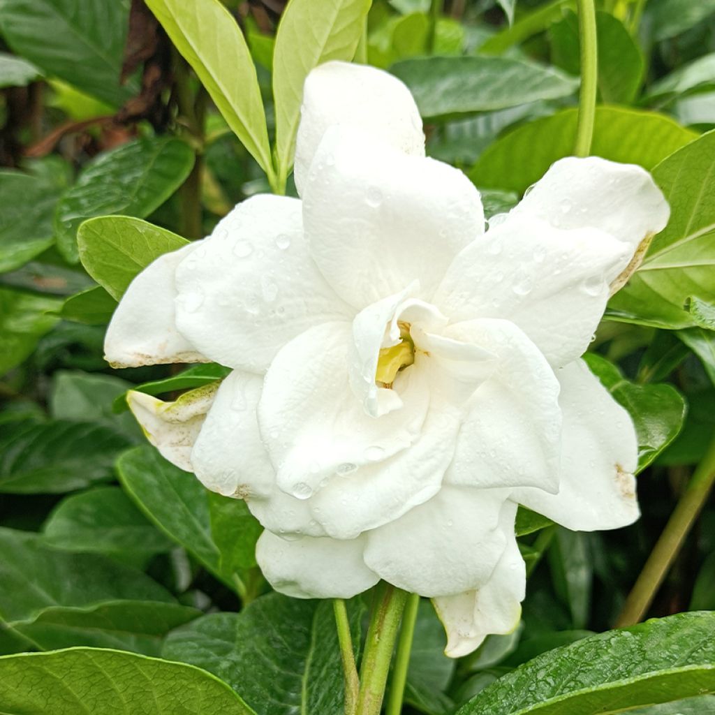 Gardenia Summer Snow
