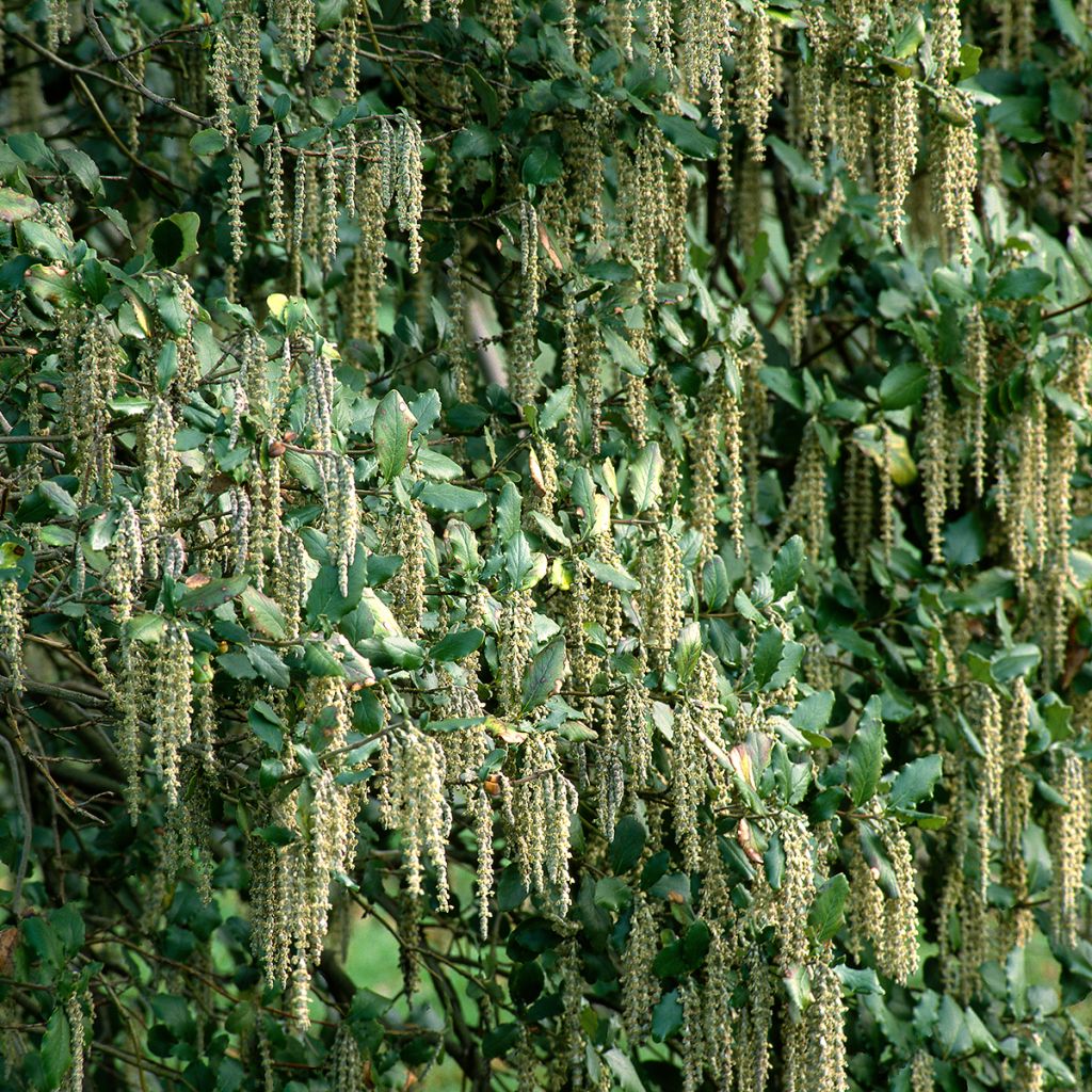 Garrya elliptica