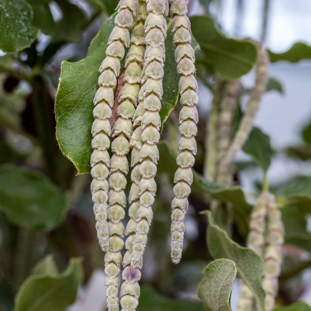 Garrya elliptica