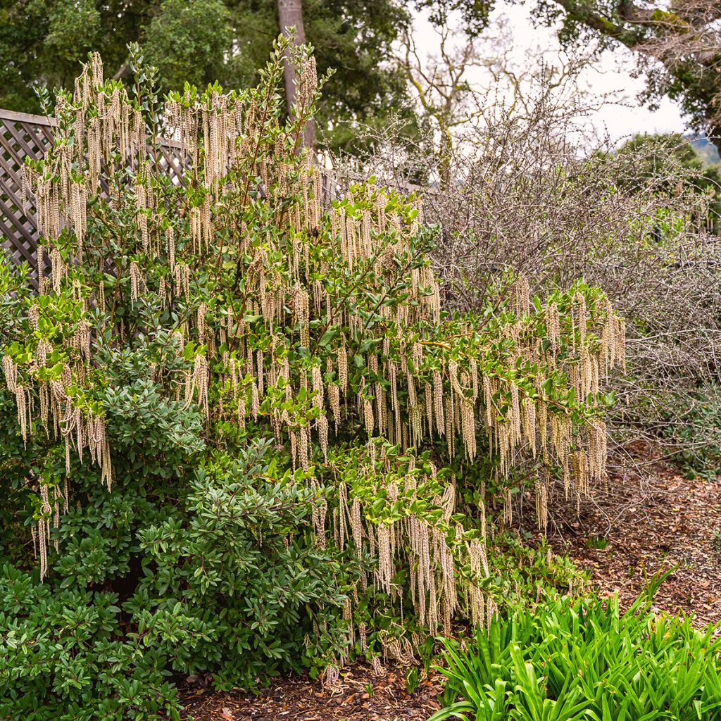 Garrya elliptica