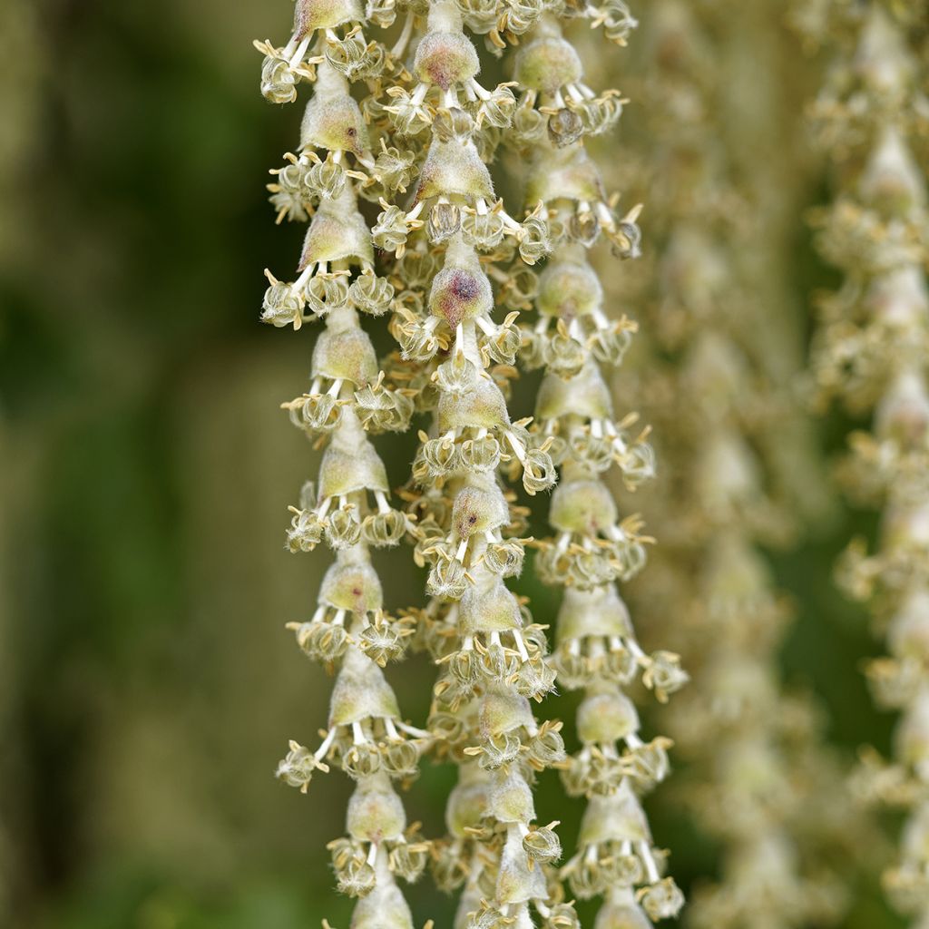 Garrya elliptica James Roof