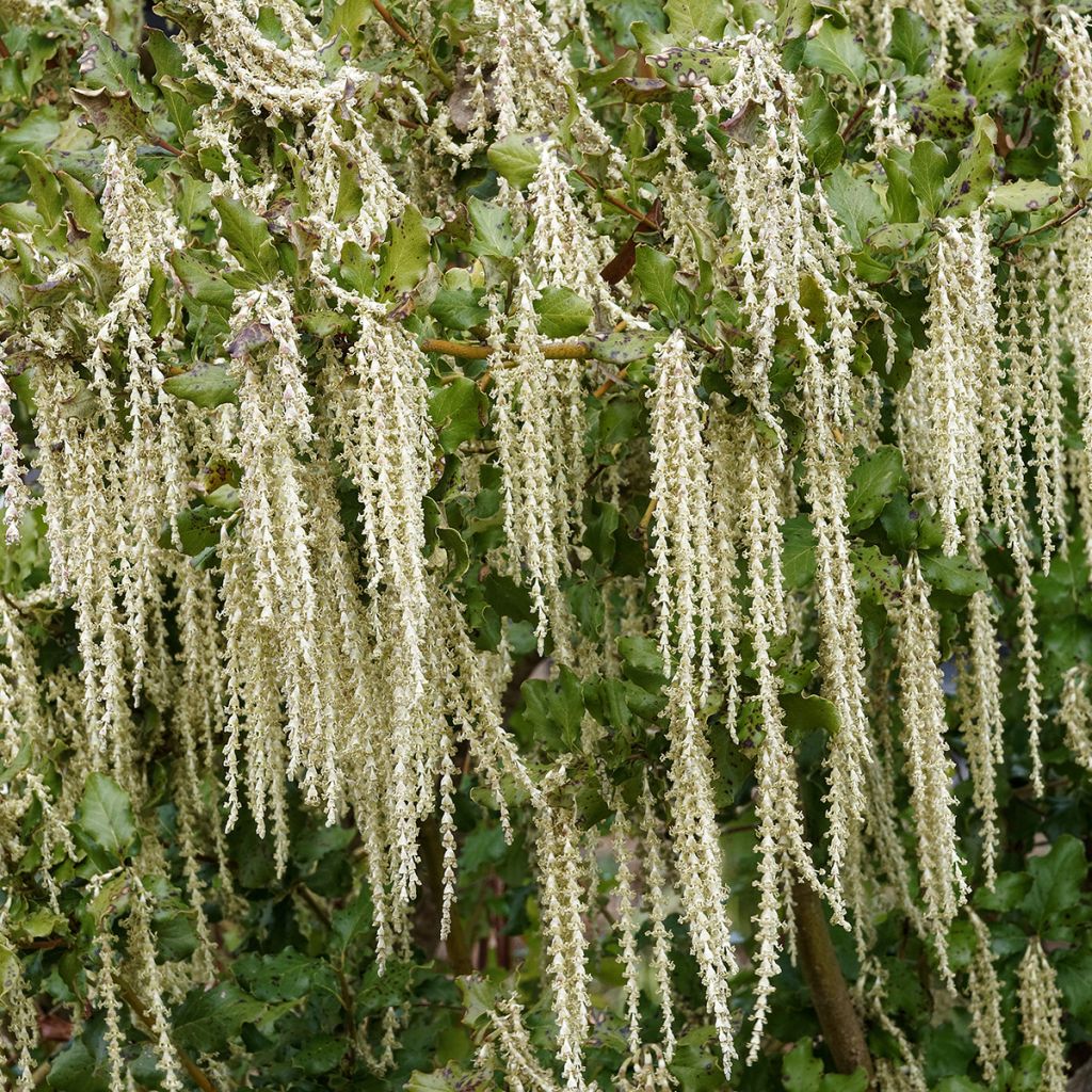 Garrya elliptica James Roof