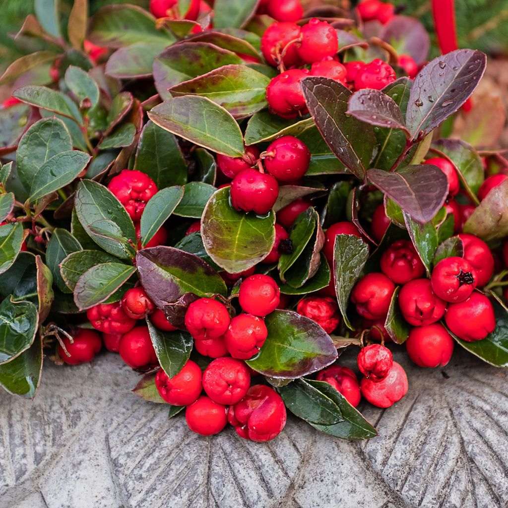 Gaultheria procumbens - Tè del Canada