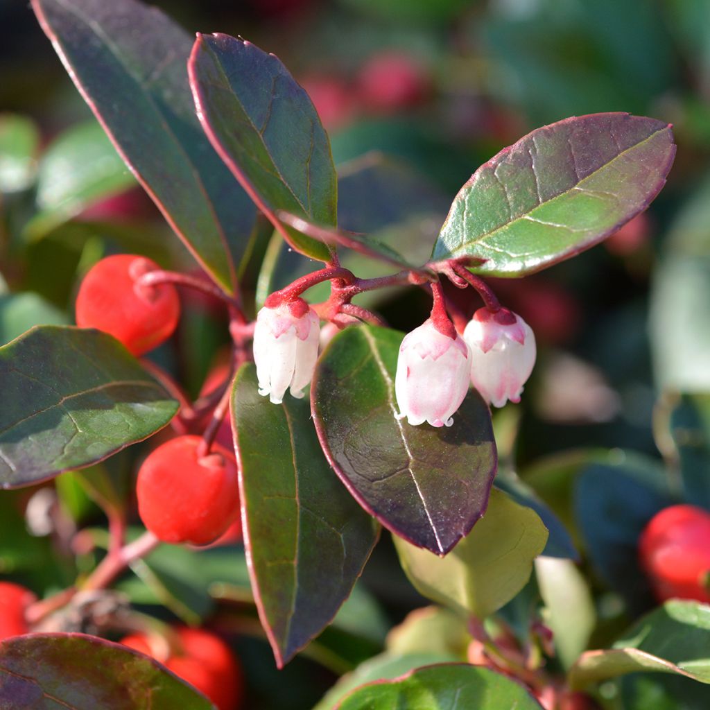 Gaultheria procumbens - Tè del Canada