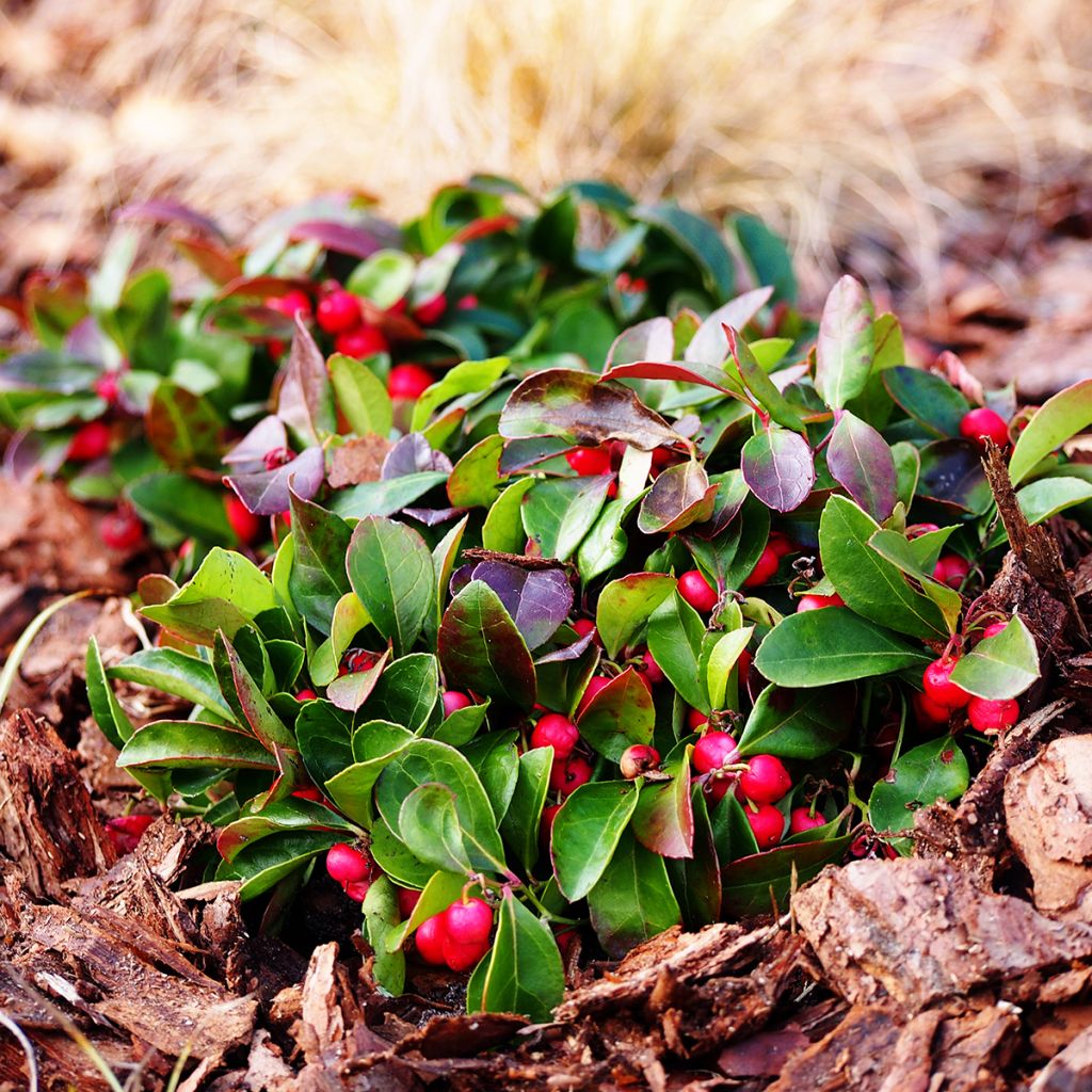 Gaultheria procumbens - Tè del Canada