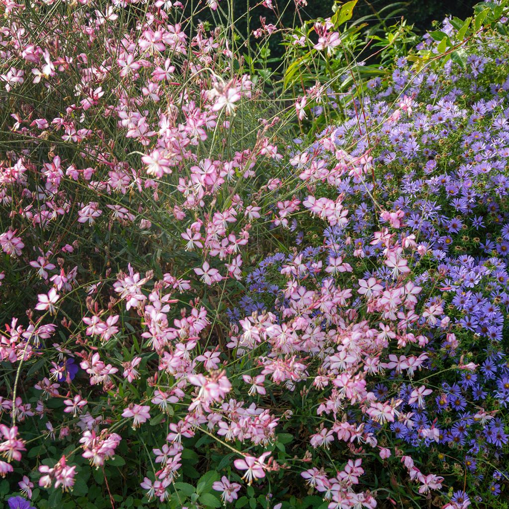 Gaura Rosy Jane