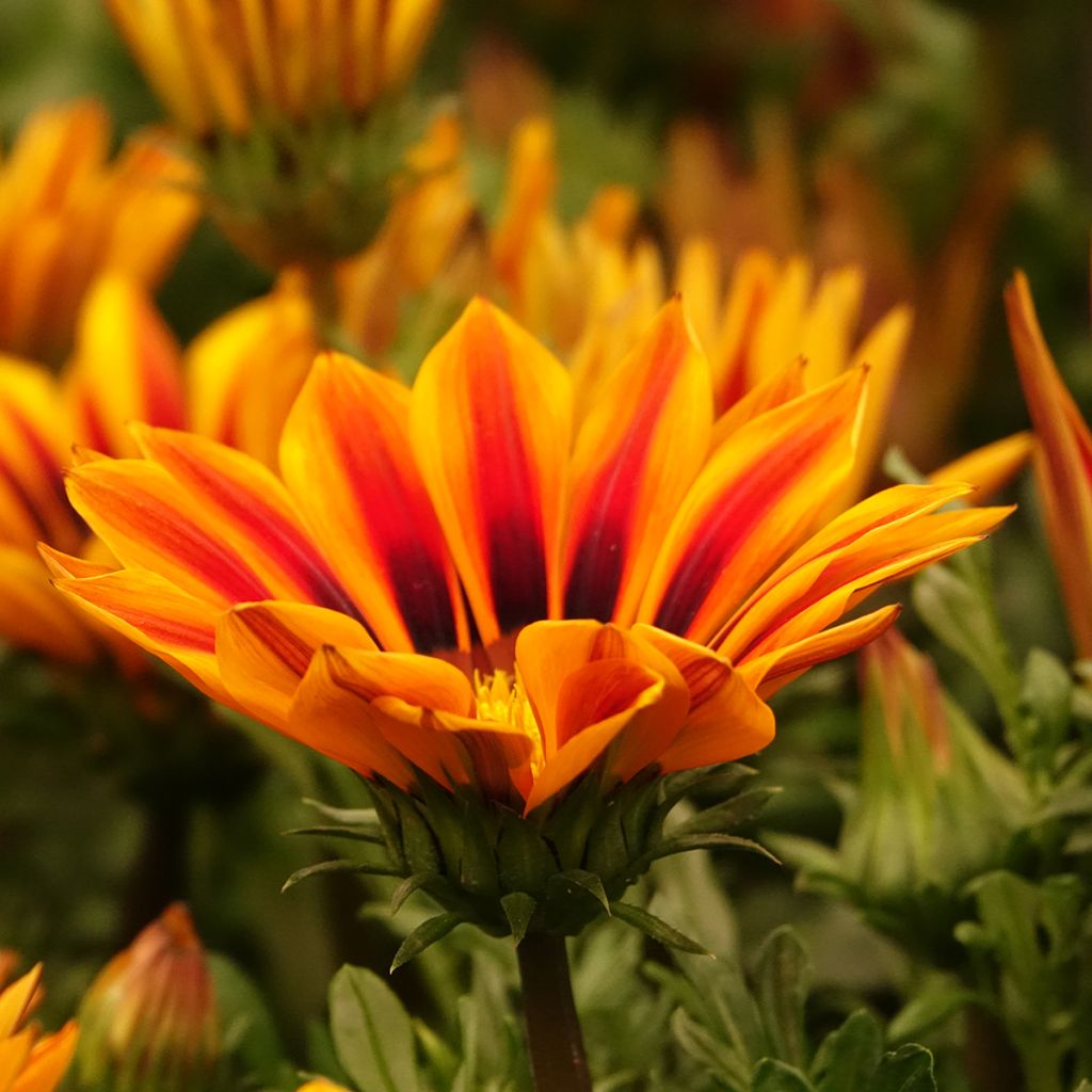 Gazania rigens Zany F1 Orange Flame (semi) - Gazania del Capo
