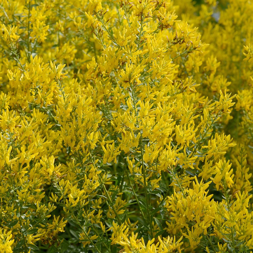 Genista tinctoria - Ginestra minore