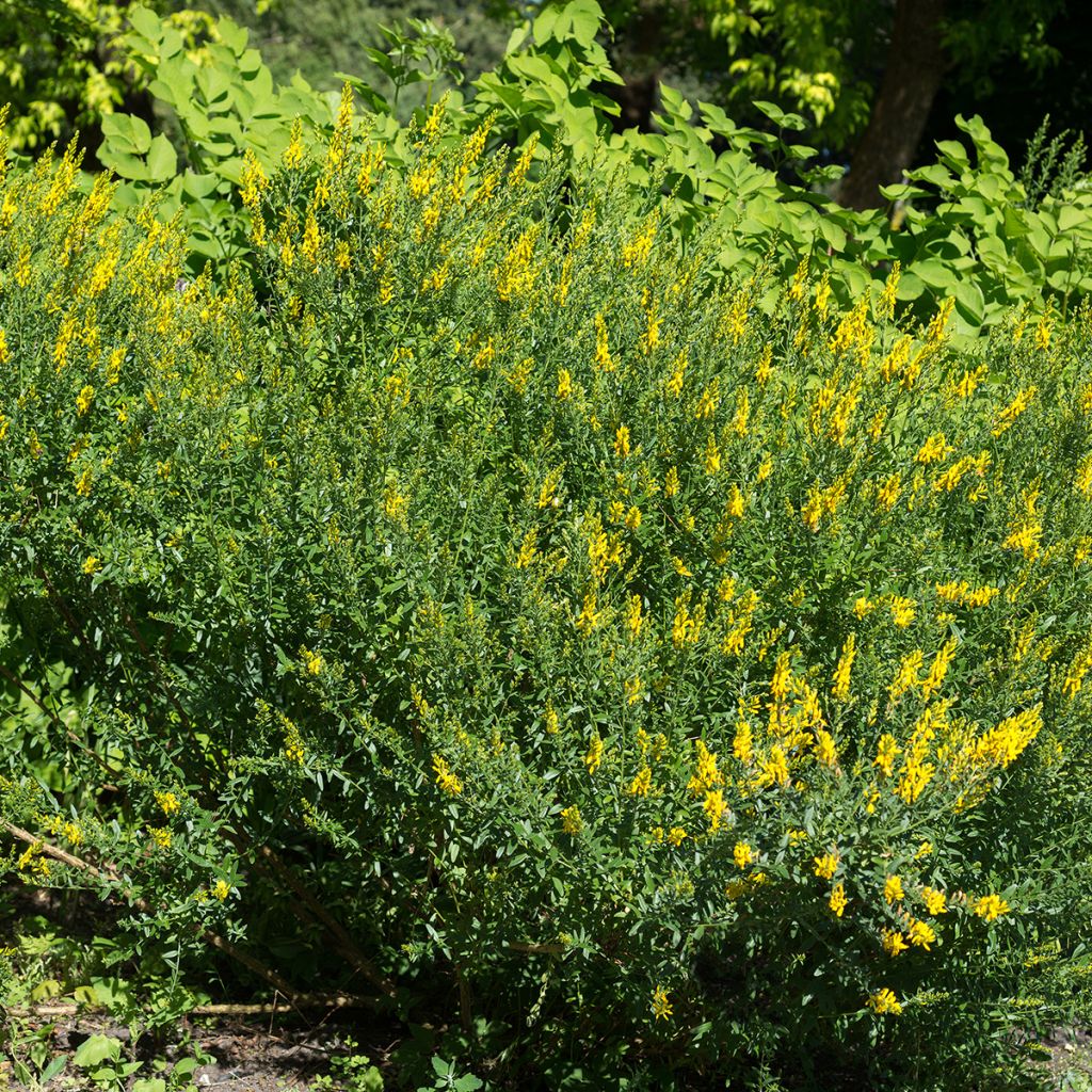 Genista tinctoria - Ginestra minore