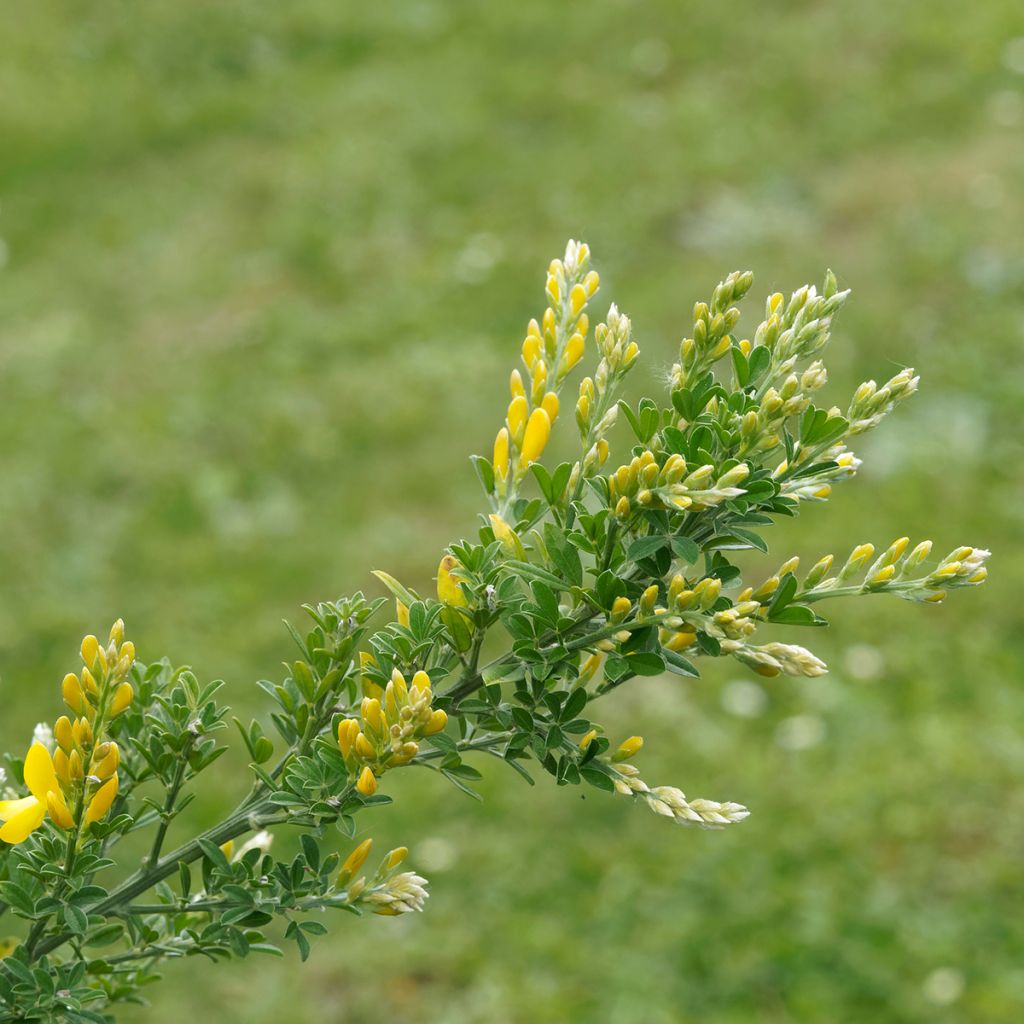 Cytisus scoparius Golden Sunlight - Ginestra dei carbonai