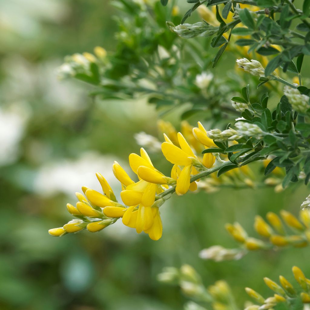 Cytisus scoparius Golden Sunlight - Ginestra dei carbonai