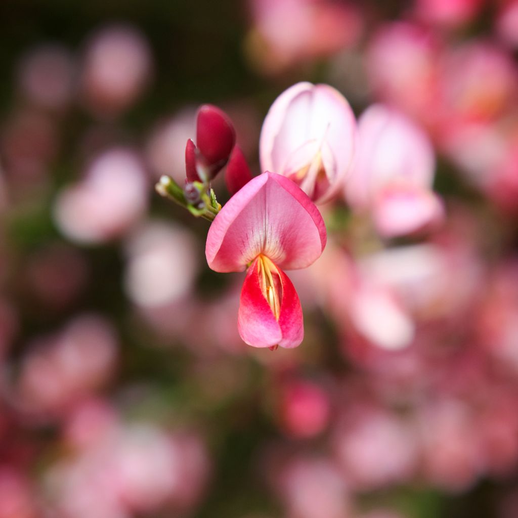 Cytisus praecox Hollandia - Citiso