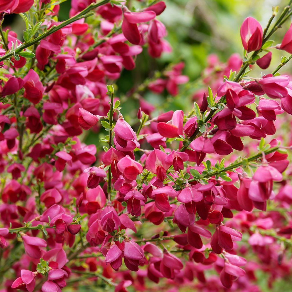 Cytisus scoparius Ruby - Ginestra dei carbonai