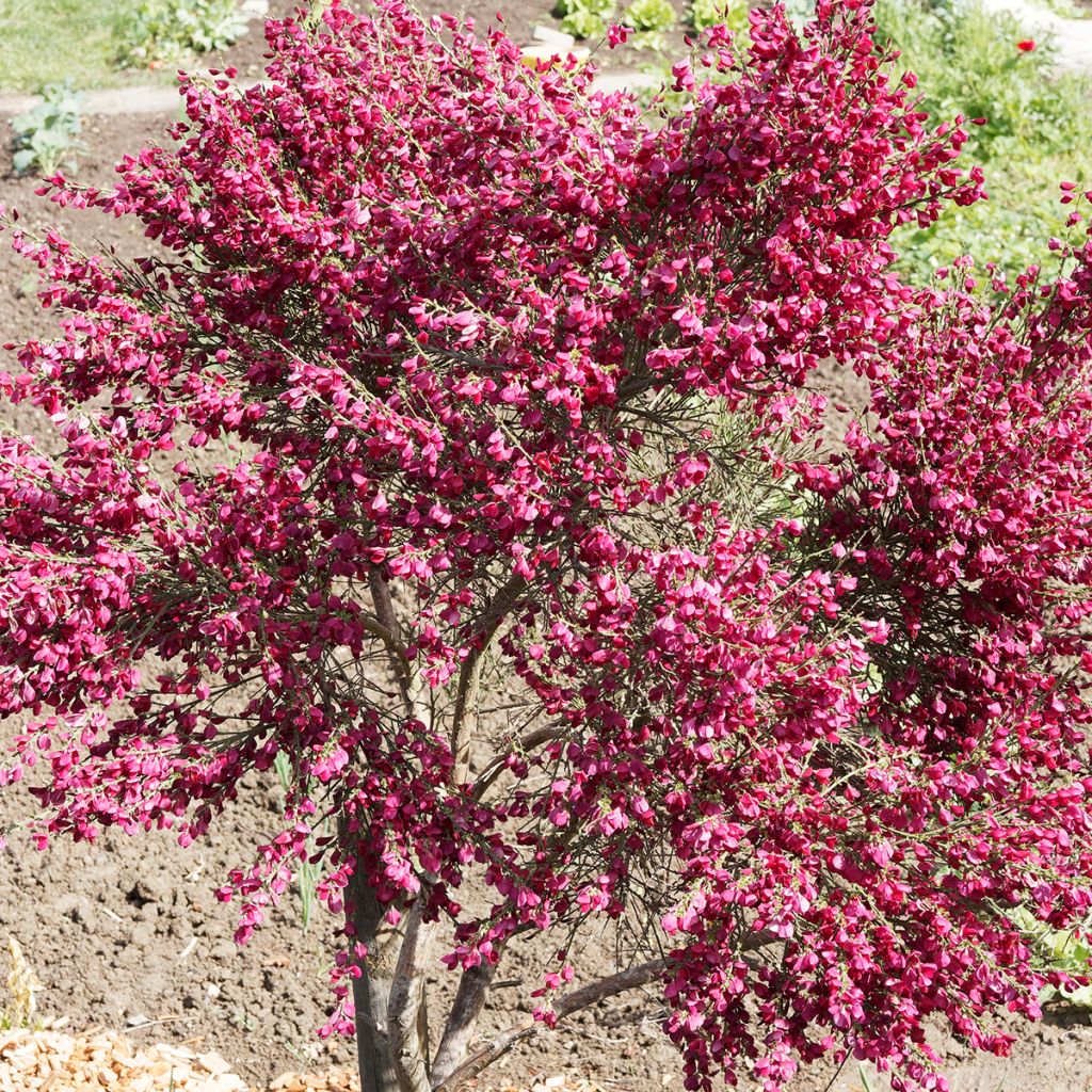 Cytisus scoparius Ruby - Ginestra dei carbonai
