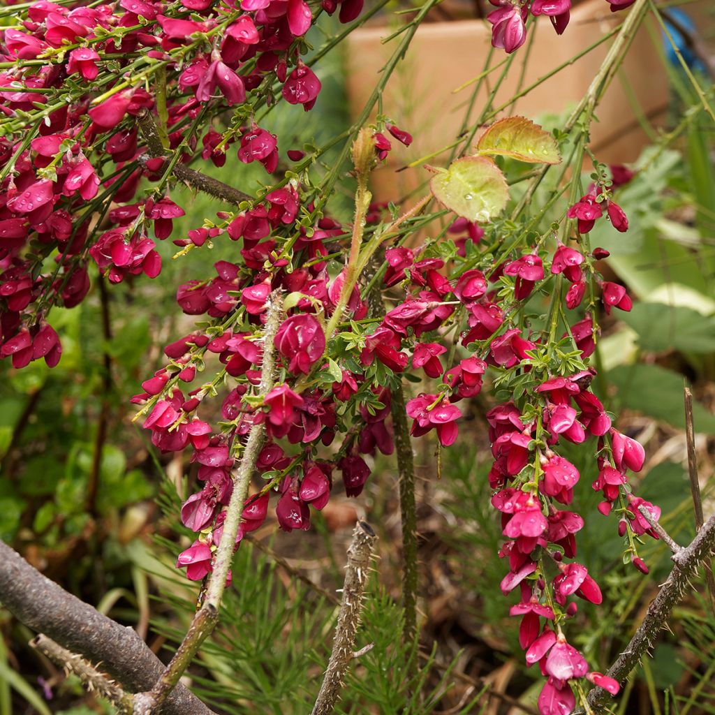 Cytisus scoparius Ruby - Ginestra dei carbonai