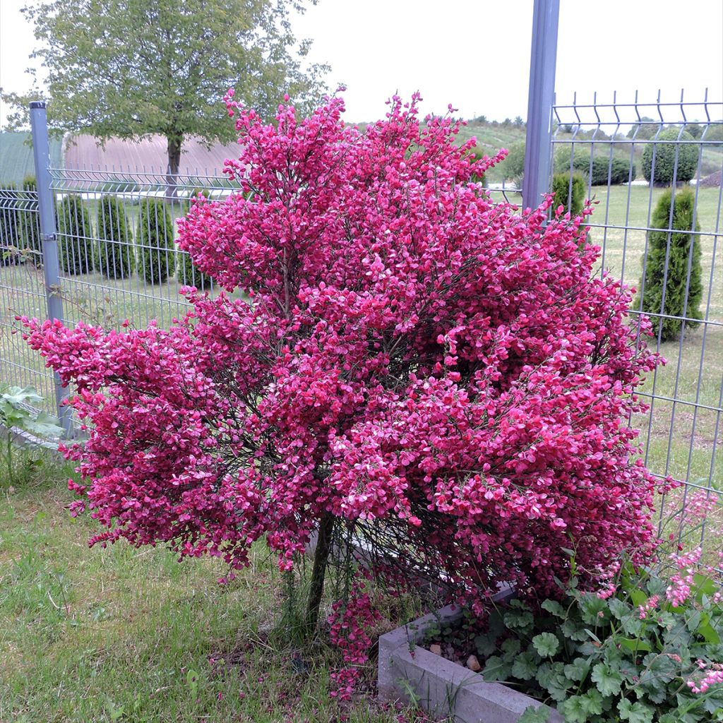 Cytisus scoparius Ruby - Ginestra dei carbonai