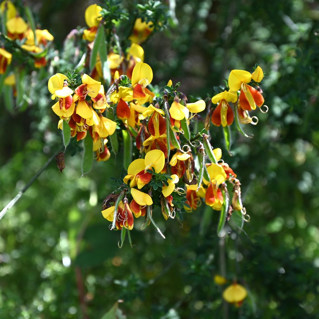 Cytisus scoparius Andreanus - Ginestra dei carbonai