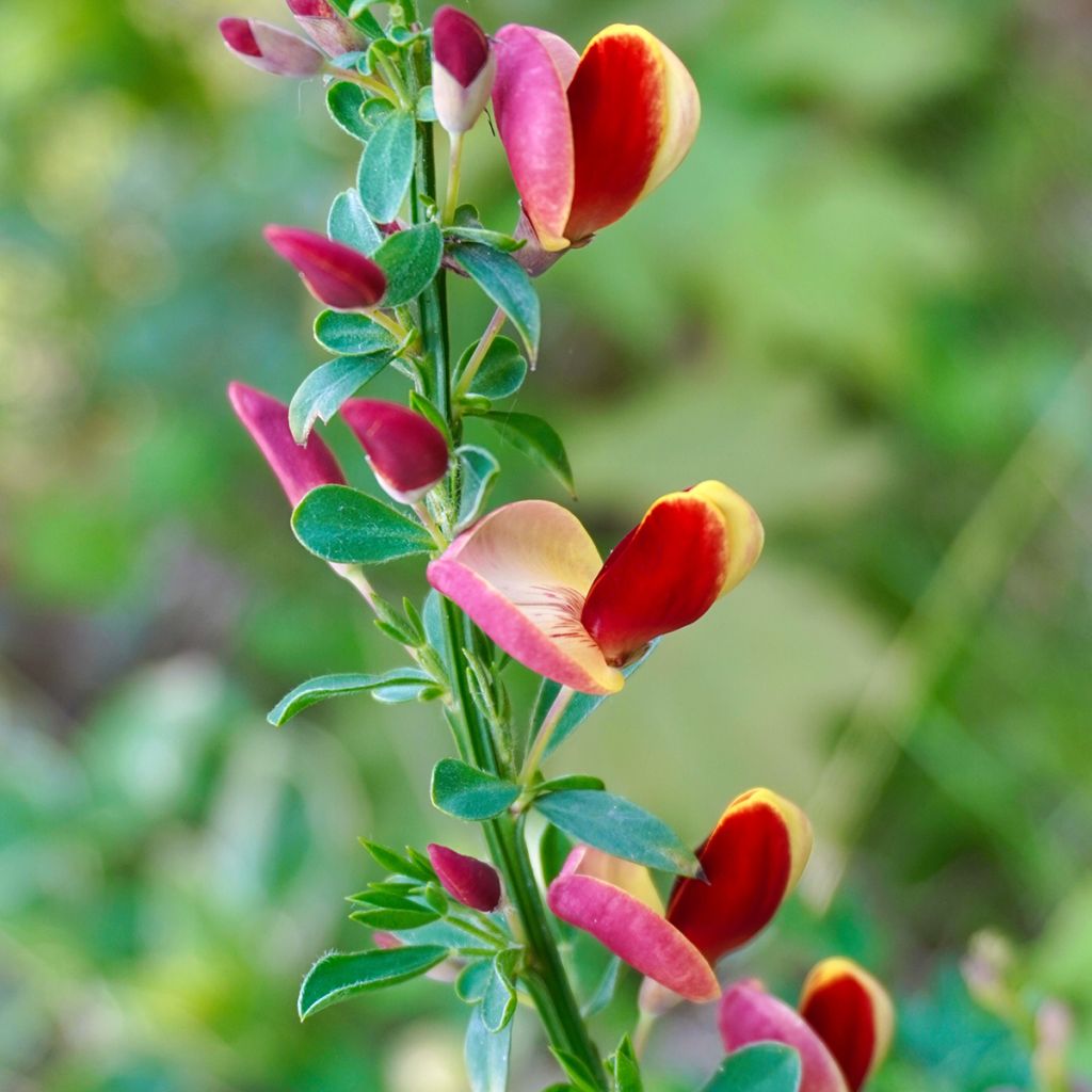 Cytisus scoparius Andreanus - Ginestra dei carbonai