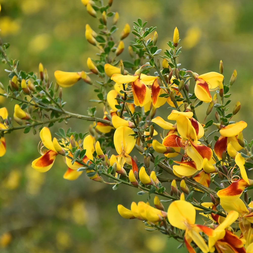 Cytisus scoparius Andreanus - Ginestra dei carbonai