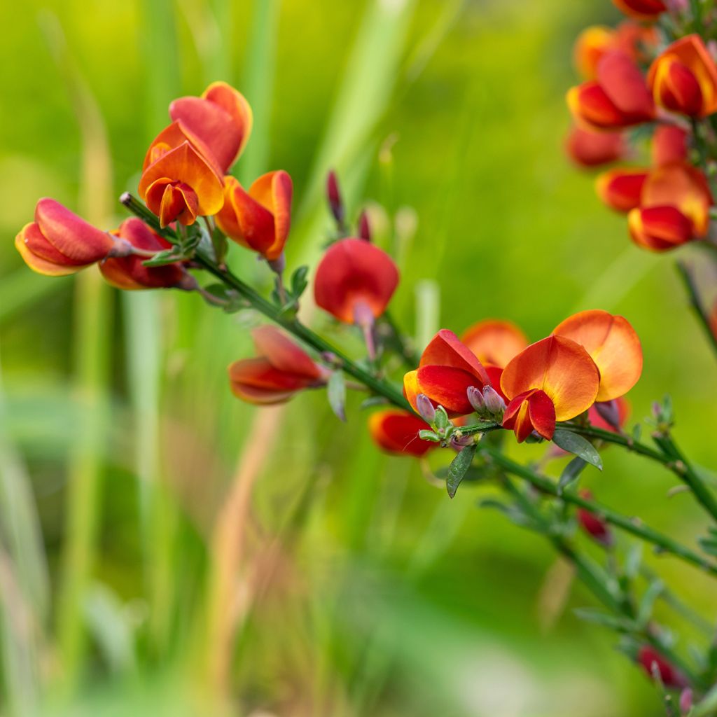 Cytisus scoparius Cytisus Lena - Ginestra dei carbonai