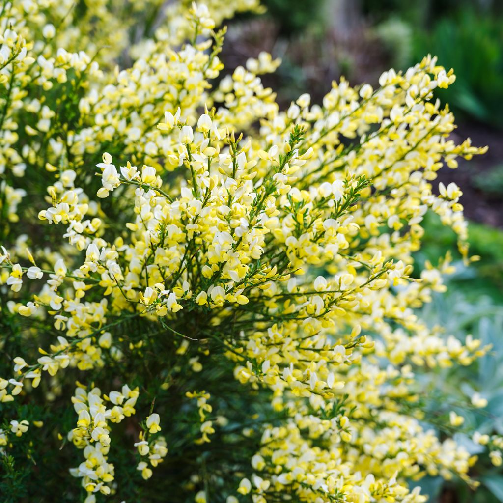 Cytisus scoparius Luna - Ginestra dei carbonai