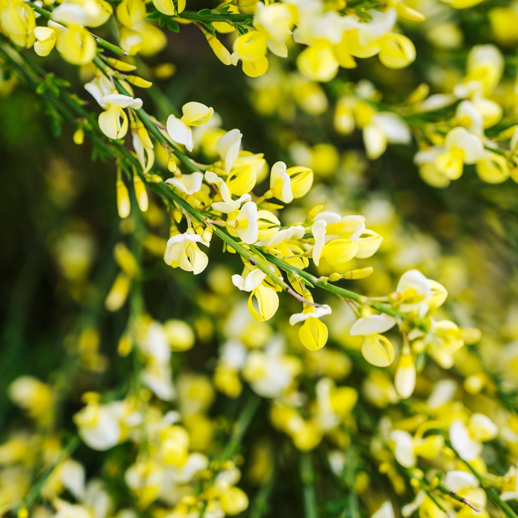 Cytisus scoparius Luna - Ginestra dei carbonai