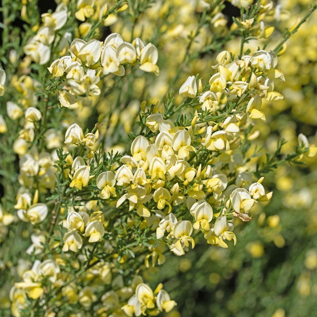 Cytisus scoparius Luna - Ginestra dei carbonai