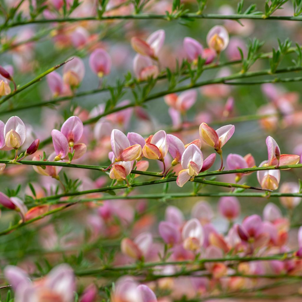 Cytisus scoparius Moyclare Pink - Ginestra dei carbonai