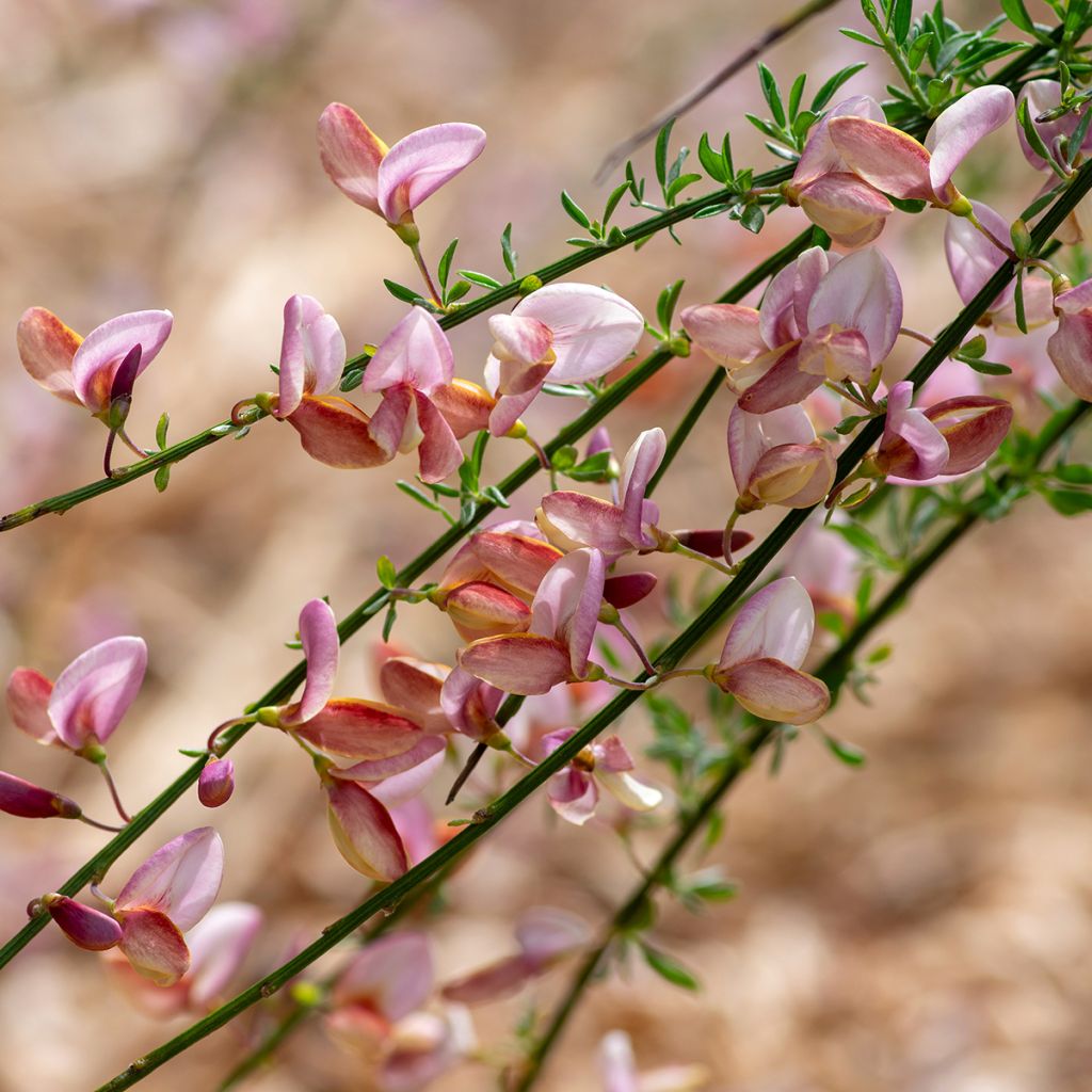 Cytisus scoparius Moyclare Pink - Ginestra dei carbonai