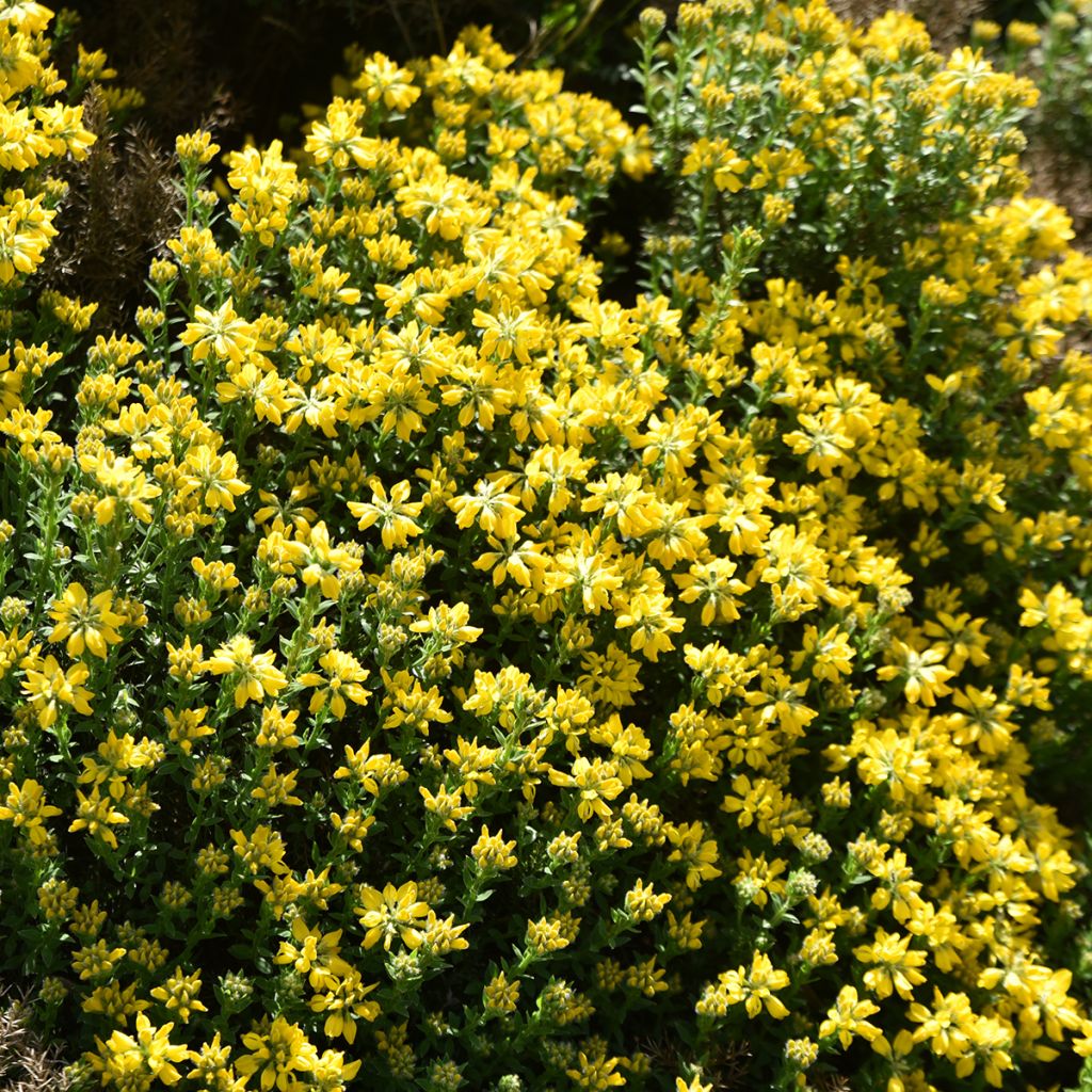 Genista hispanica - Ginestra di Spagna