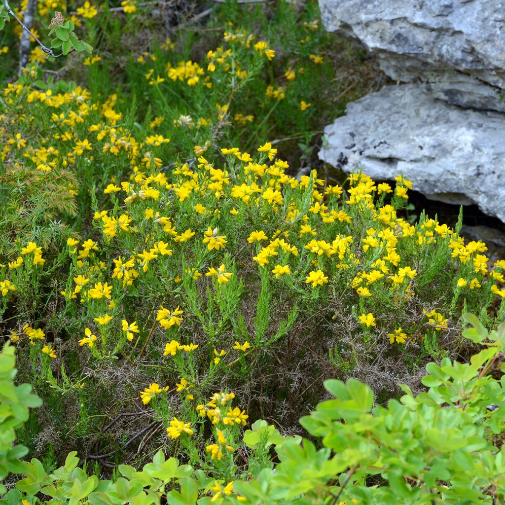 Genista hispanica - Ginestra di Spagna