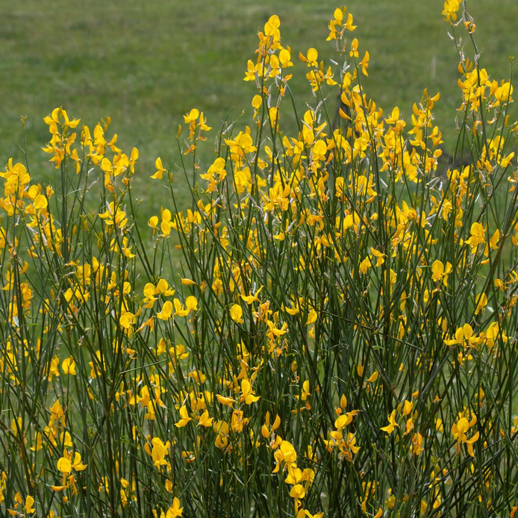 Spartium junceum - Ginestra comune