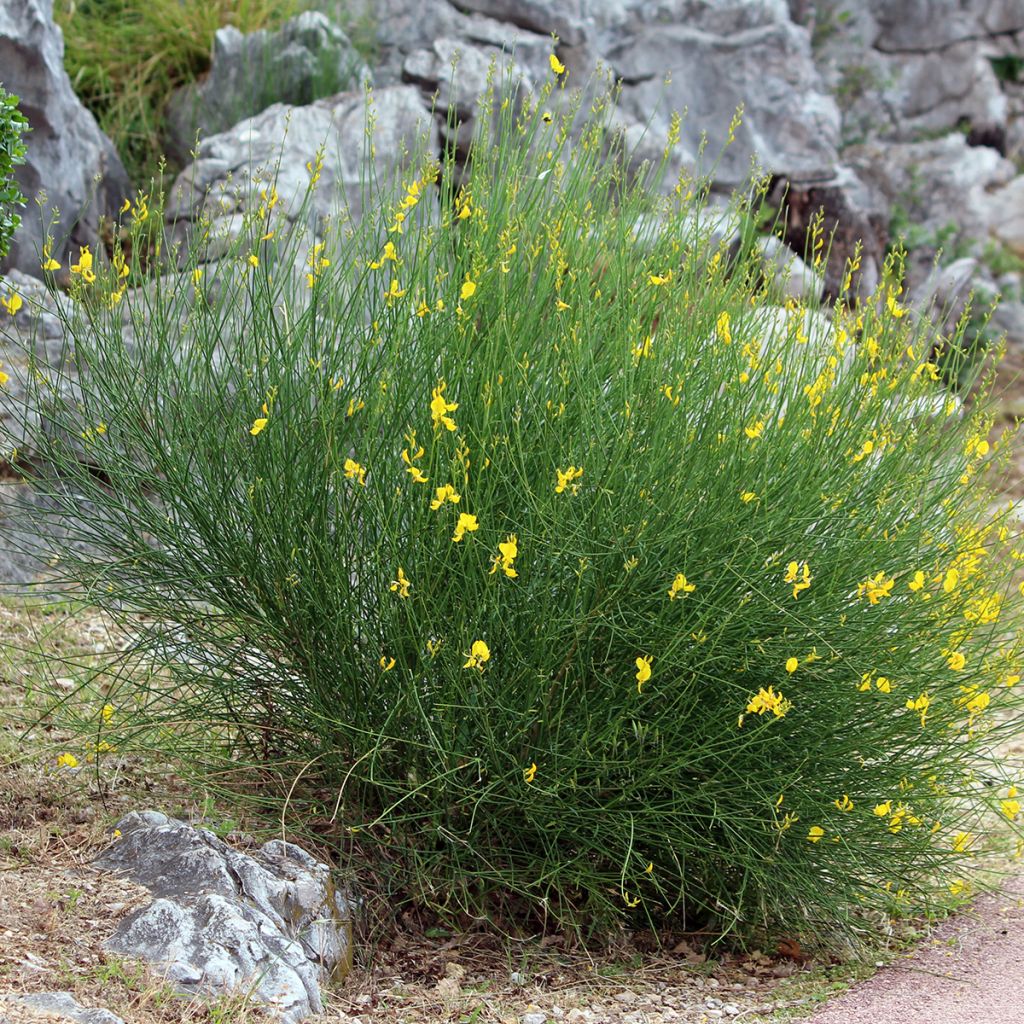 Spartium junceum - Ginestra comune