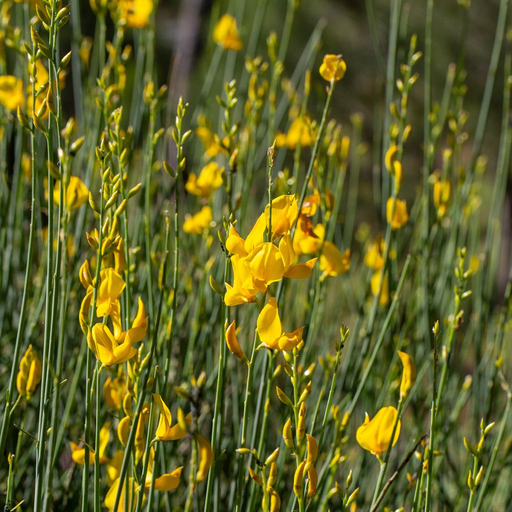 Spartium junceum - Ginestra comune