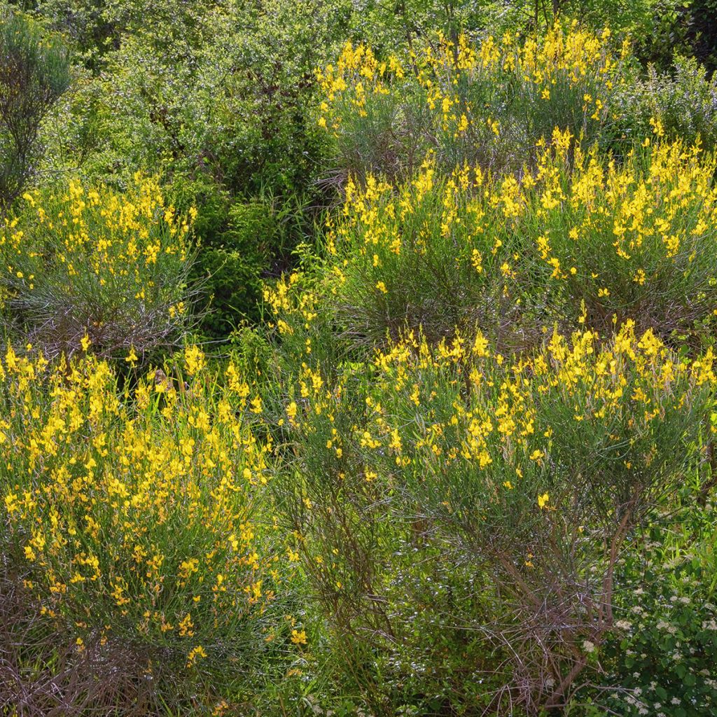 Spartium junceum - Ginestra comune