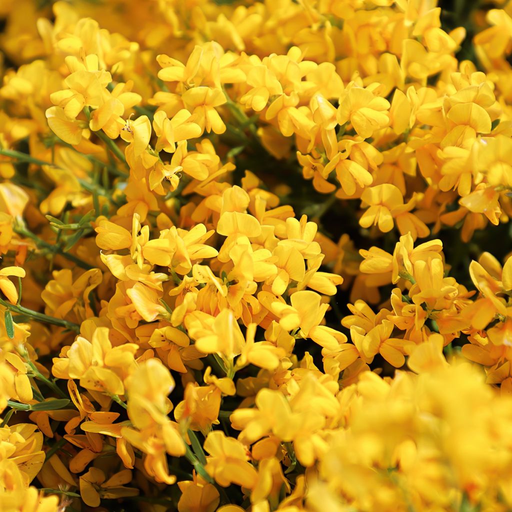 Genista lydia - Ginestra