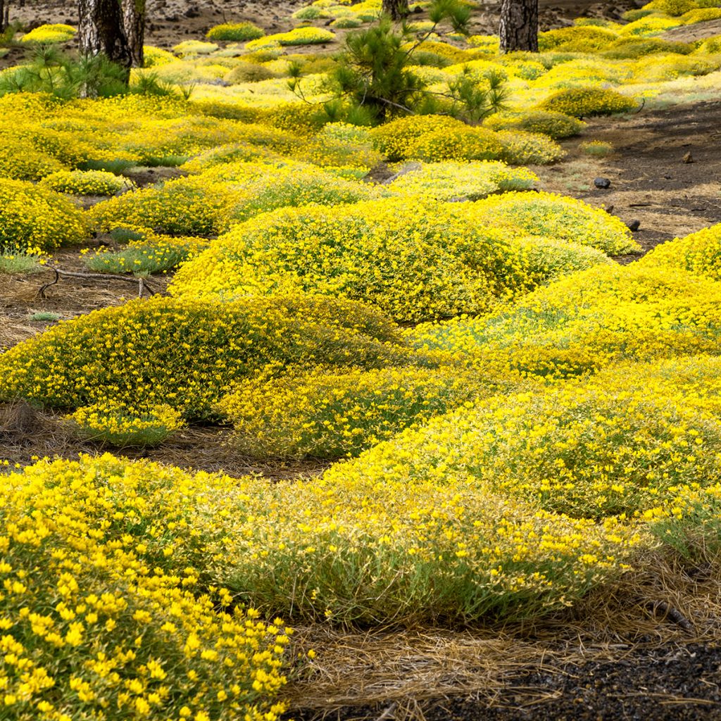 Genista lydia - Ginestra
