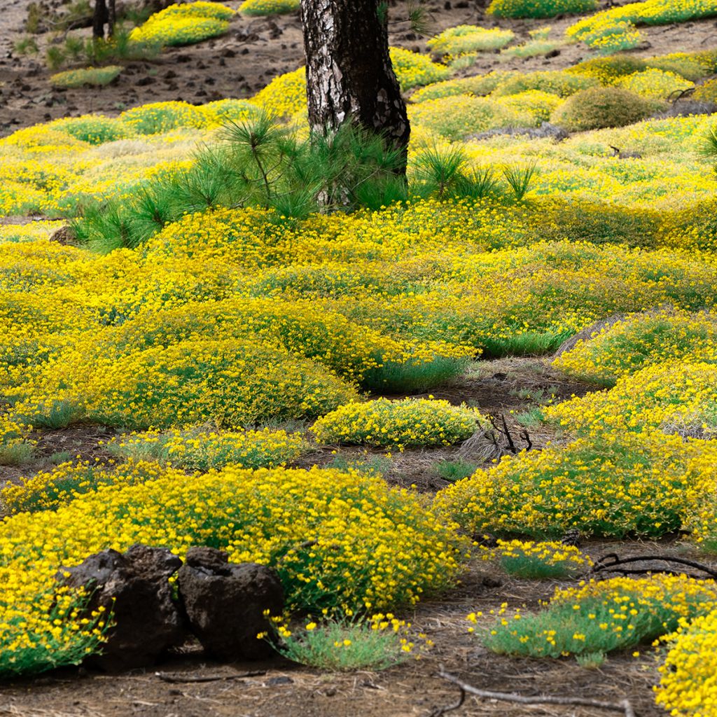 Genista lydia - Ginestra