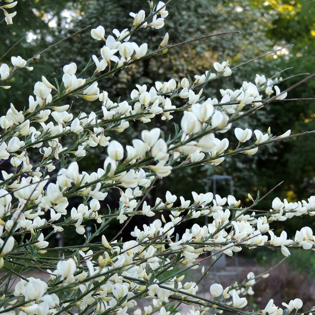 Cytisus praecox Albus - Citiso