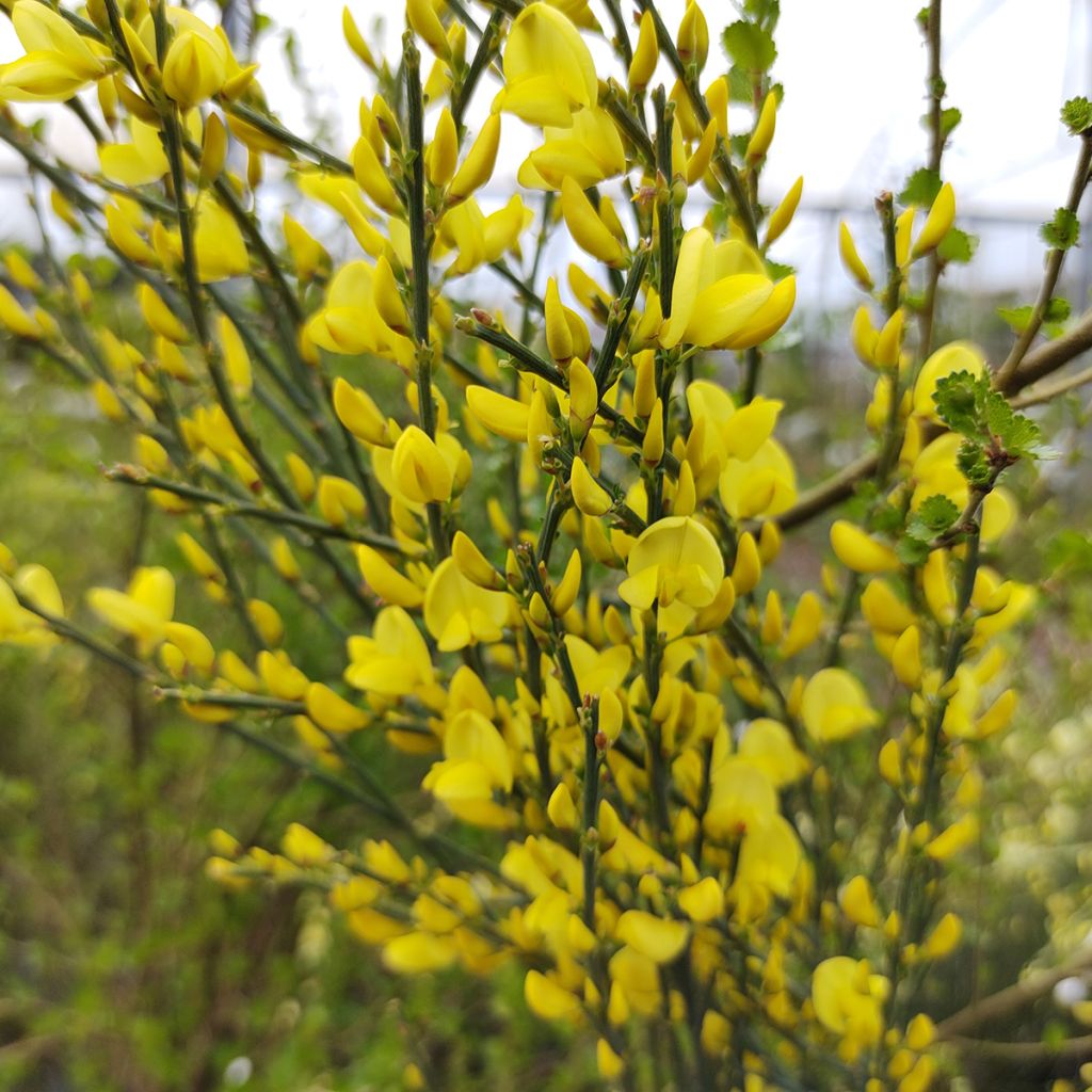 Cytisus praecox Allgold - Citiso