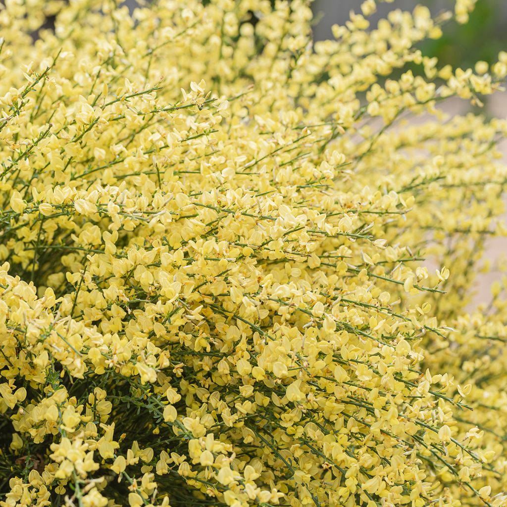 Cytisus praecox - Citiso