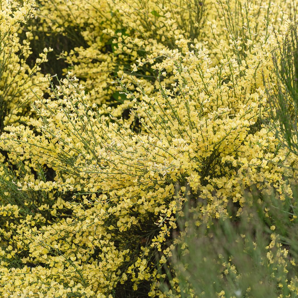 Cytisus praecox - Citiso