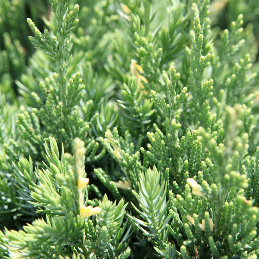 Juniperus chinensis Expansa Variegata - Ginepro cinese