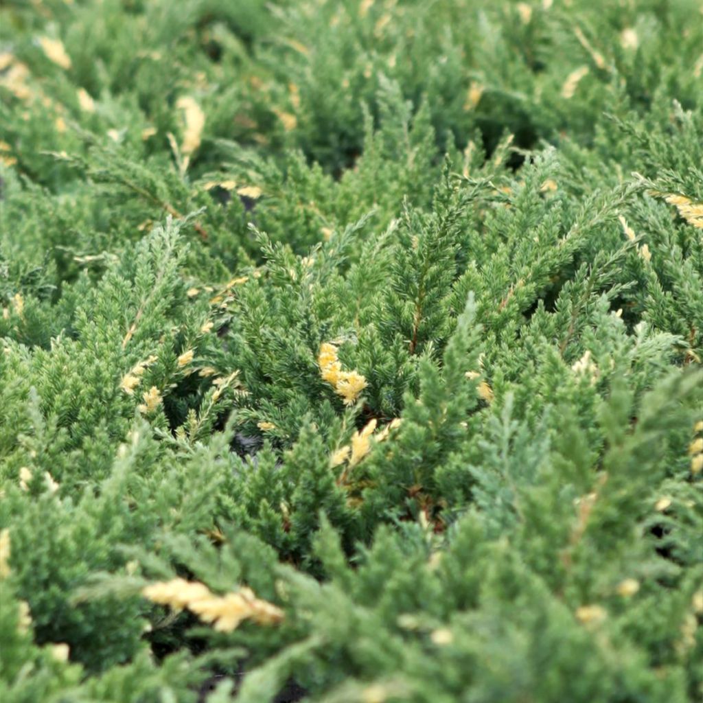 Juniperus chinensis Expansa Variegata - Ginepro cinese