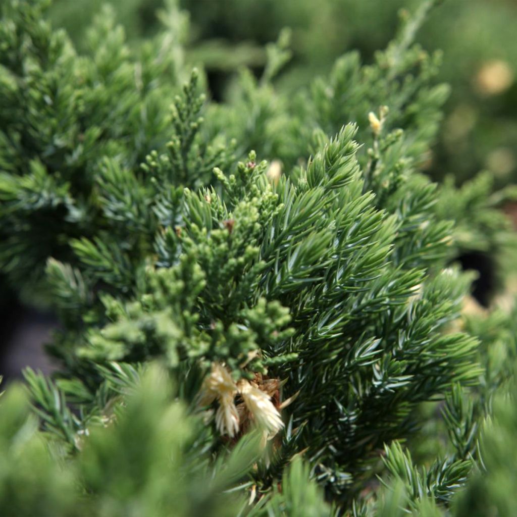 Juniperus chinensis Expansa Variegata - Ginepro cinese