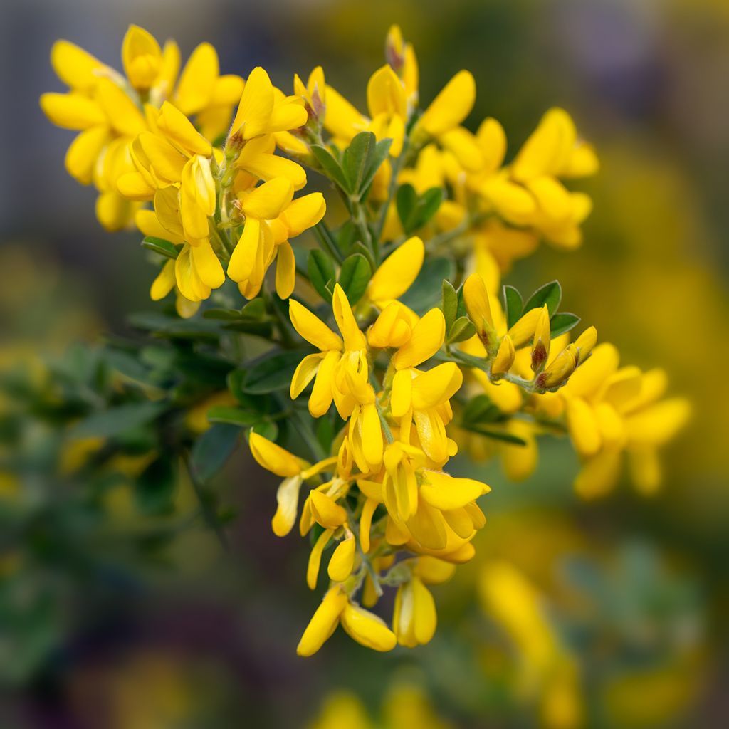Genista Porlock - Ginestra