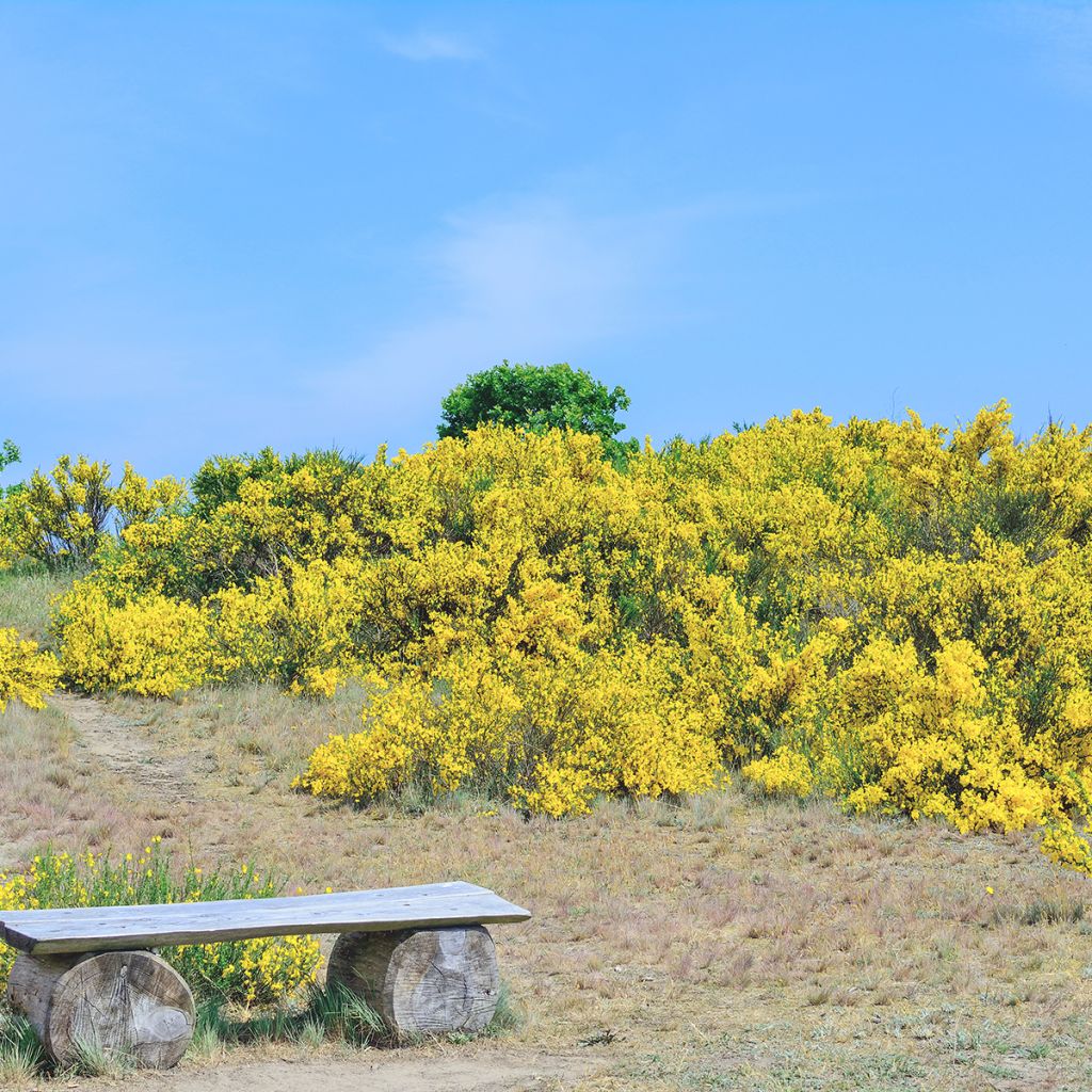 Genista pilosa Vancouver Gold - Ginestra tubercolosa